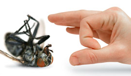 We are the local experts in pest control kwinana