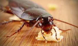 we noffer regular pst control treatment for rockingham mandurah secret harbour baldivis and kwinana