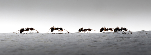 our pest exterminators offer residential pest control