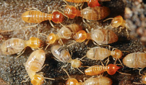 Ultra V pest control offer termite inspections in rockingham