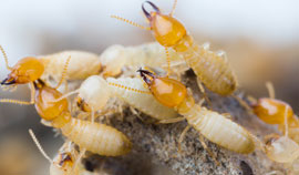 For quality termite inspections call ultra V pest control