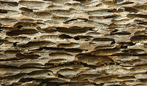 If you have termites in baldivis contact Ultra V pest control