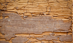 we offer extensive termite inspections in kwinana